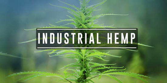 This image has an empty alt attribute; its file name is IndustrialHemp.jpg