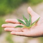 Tony Freeman, Rose Law Group partner and co-director of litigation, comments on: Push to send Arizona’s marijuana law back to voters. The ‘Noble’ effort?