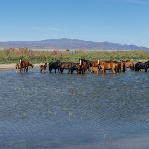 Agreement aims to reduce Salt River horse herd to 120 in 5 years