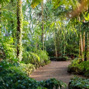 Massive rainforest attraction moves closer to reality
